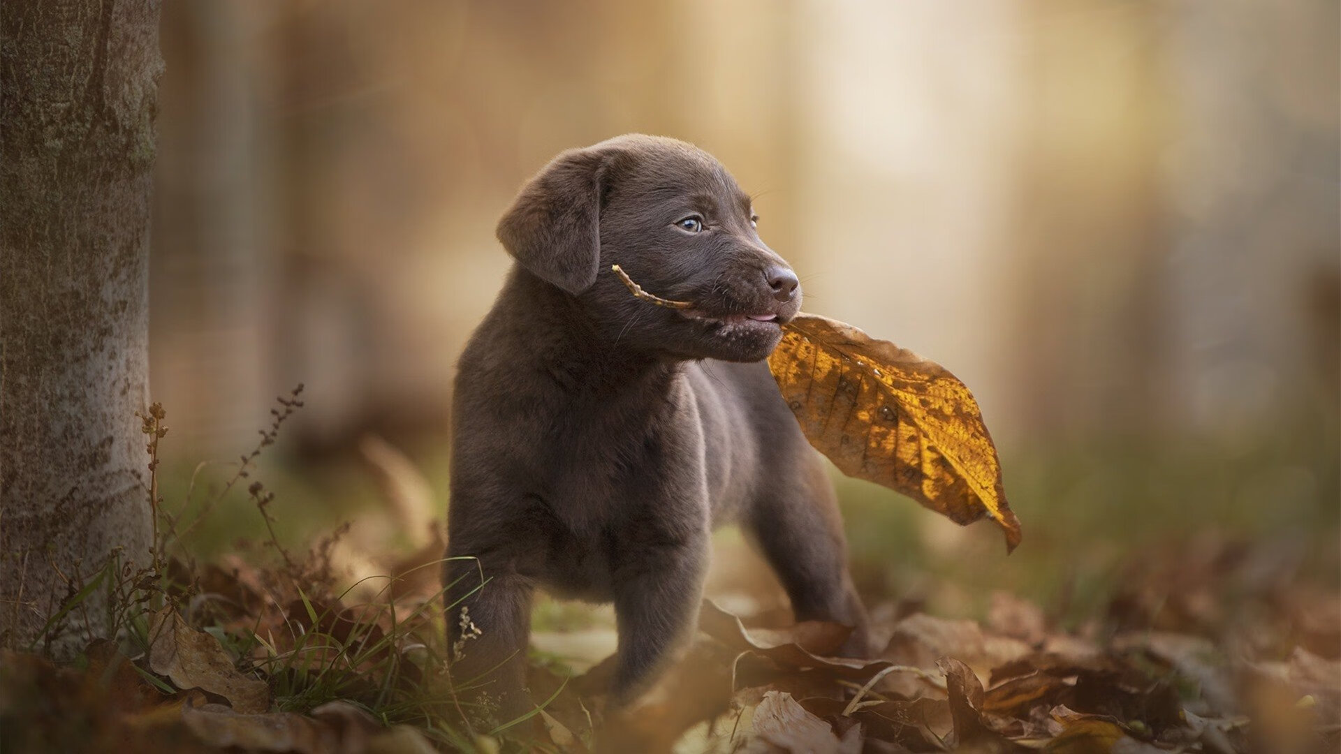 奇迹之城今夜加冕，西班牙绝境鏖战，新王诞生于马德里的灼热呼吸中