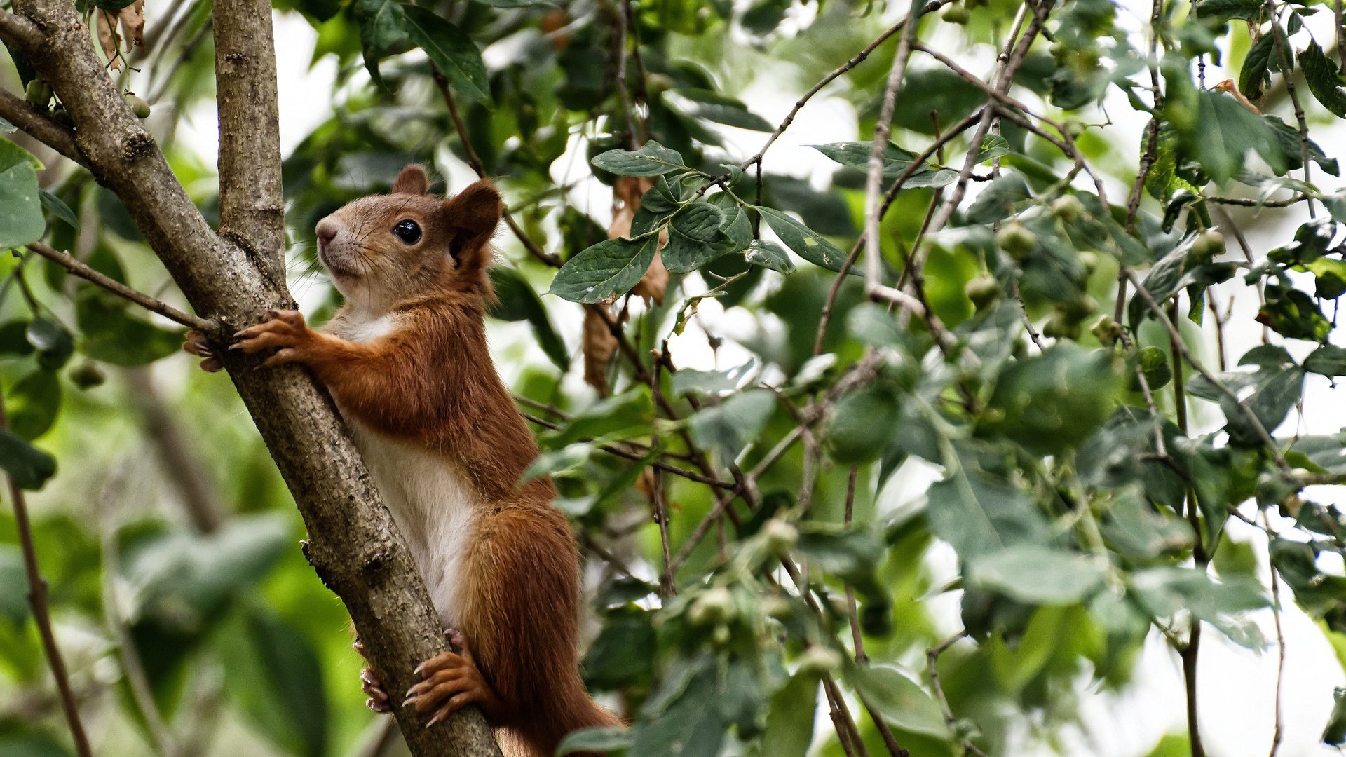 破茧,东决关键战之夜,塔图姆在重压下的双重证明