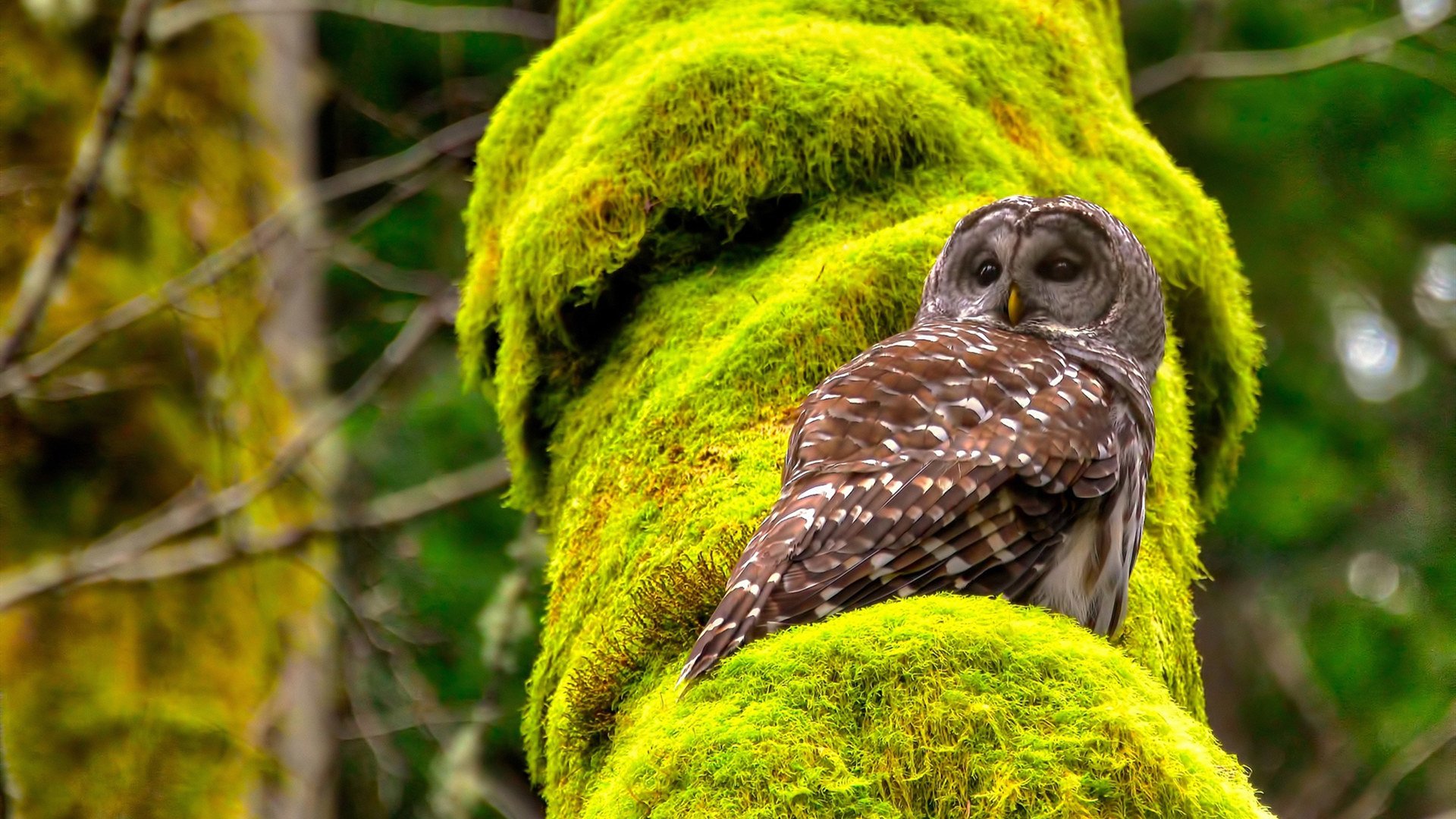 唯一性的闪耀，加维关键先生助那不勒斯打穿里昂，书写欧冠新篇章