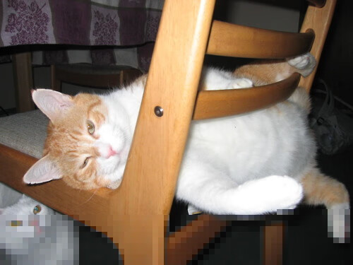 跨越疆域的荣耀,当新疆黑马遇上欧冠新王