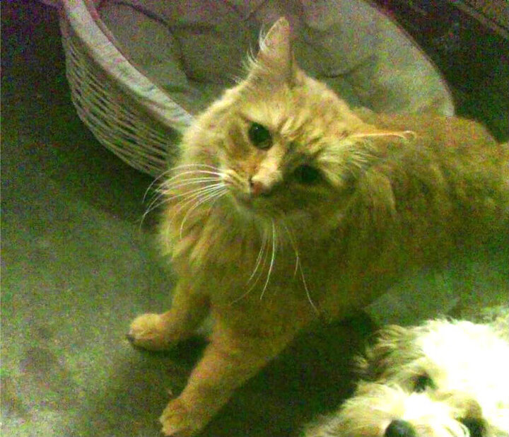 欧冠半决赛焦点战,葡萄牙劲旅血拼沙特黑马,东方与西方的绿茵对决