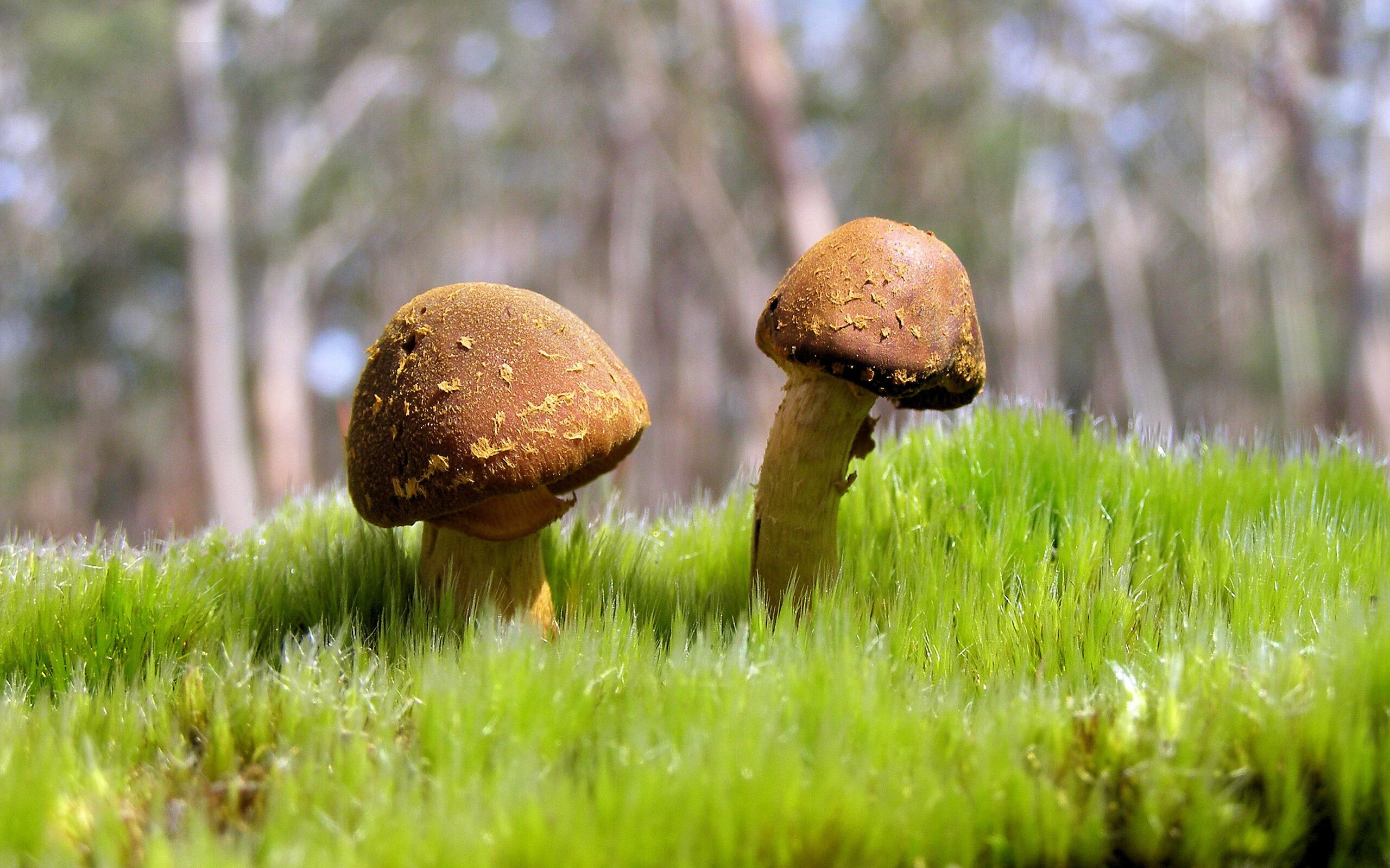 当终场哨与引擎轰鸣共振，坎特的双重统治日 从足球加时绝杀到F1赛道领跑，一场关于掌控力的跨界寓言