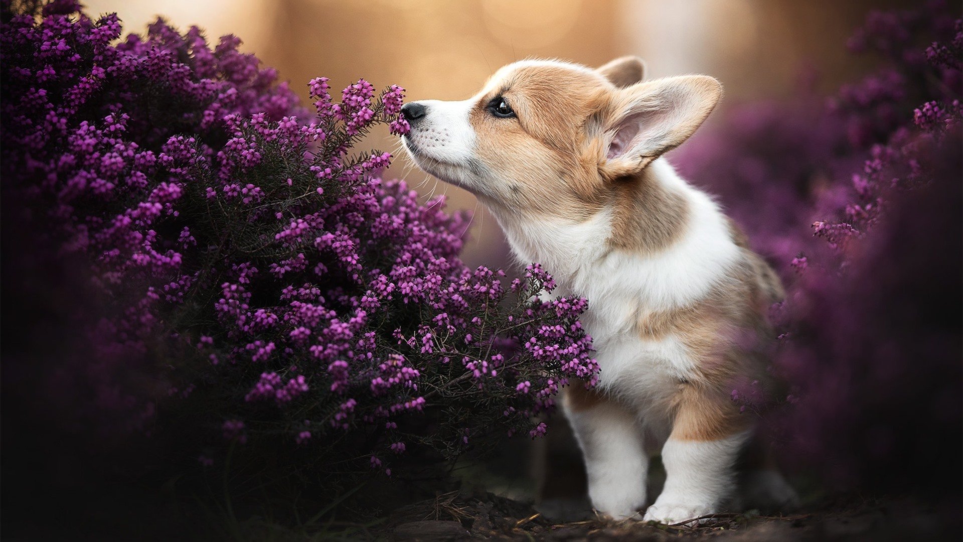 霜刃破冰，恩比德硬仗封神夜，奇才的唯一性胜利