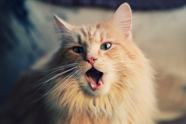 极速轰鸣与肌肉碰撞，当F1揭幕战遇上浙江队冲垮猛龙