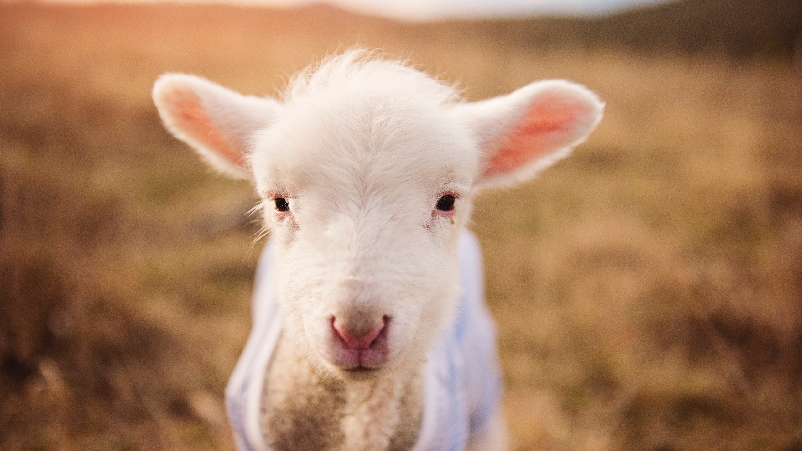 加勒比飓风席卷法兰西，布雷默帽子戏法击沉马赛！