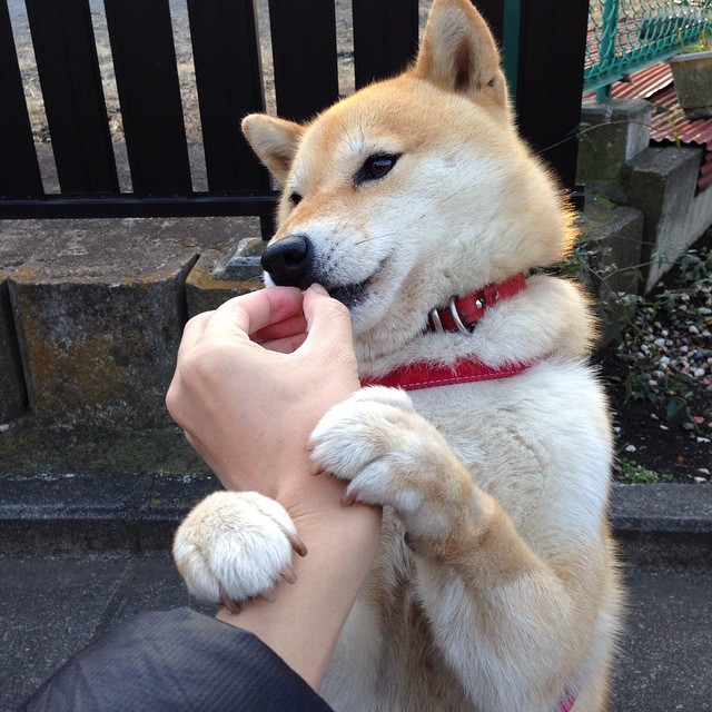 绿军铁壁失声，莫兰特的节奏革命，当个人律动颠覆集体秩序