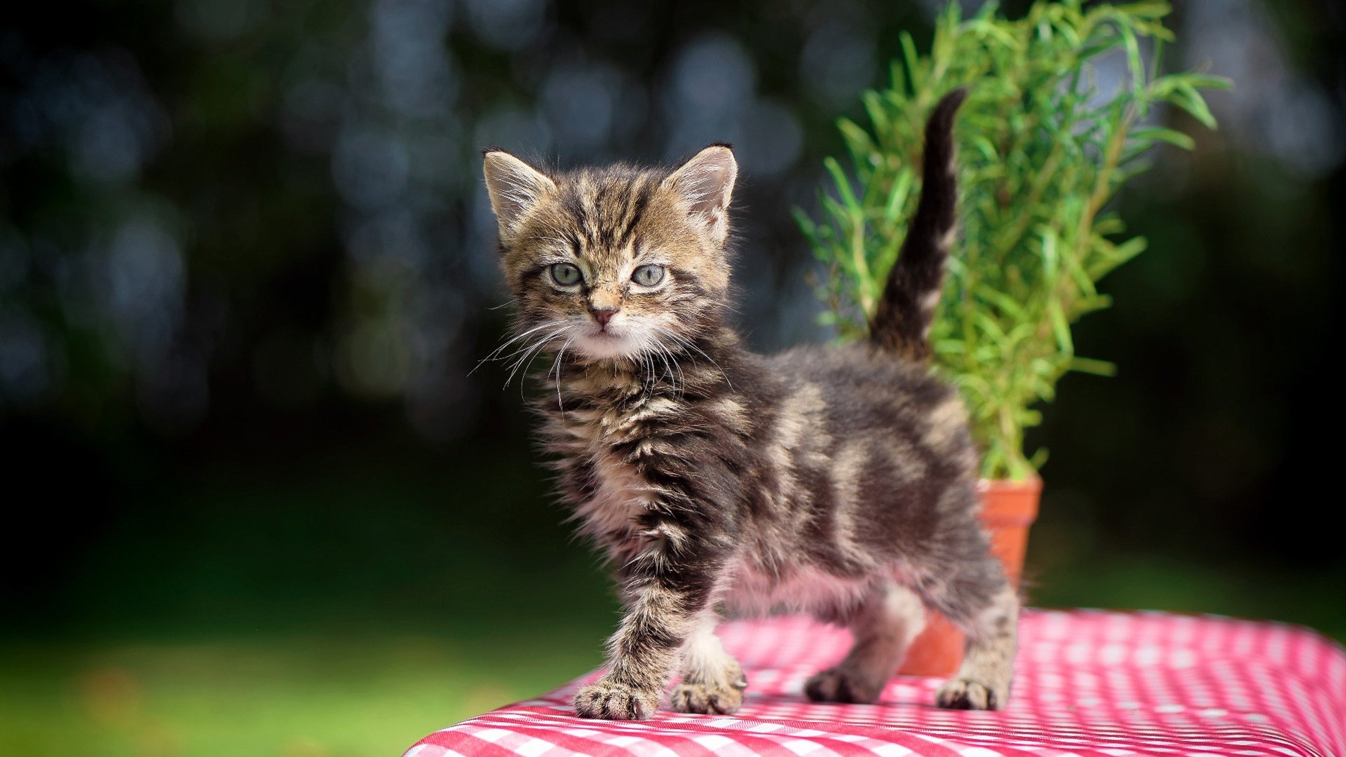 绿军铁壁失声，莫兰特的节奏革命，当个人律动颠覆集体秩序