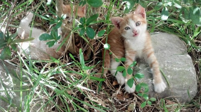 凯恩独行突尼斯,当关键先生逆天改命时,悬念早已被巴萨杀死