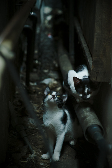 跨越大洲的战术较量,格列兹曼一锤定音,牙买加力克北非劲旅突尼斯