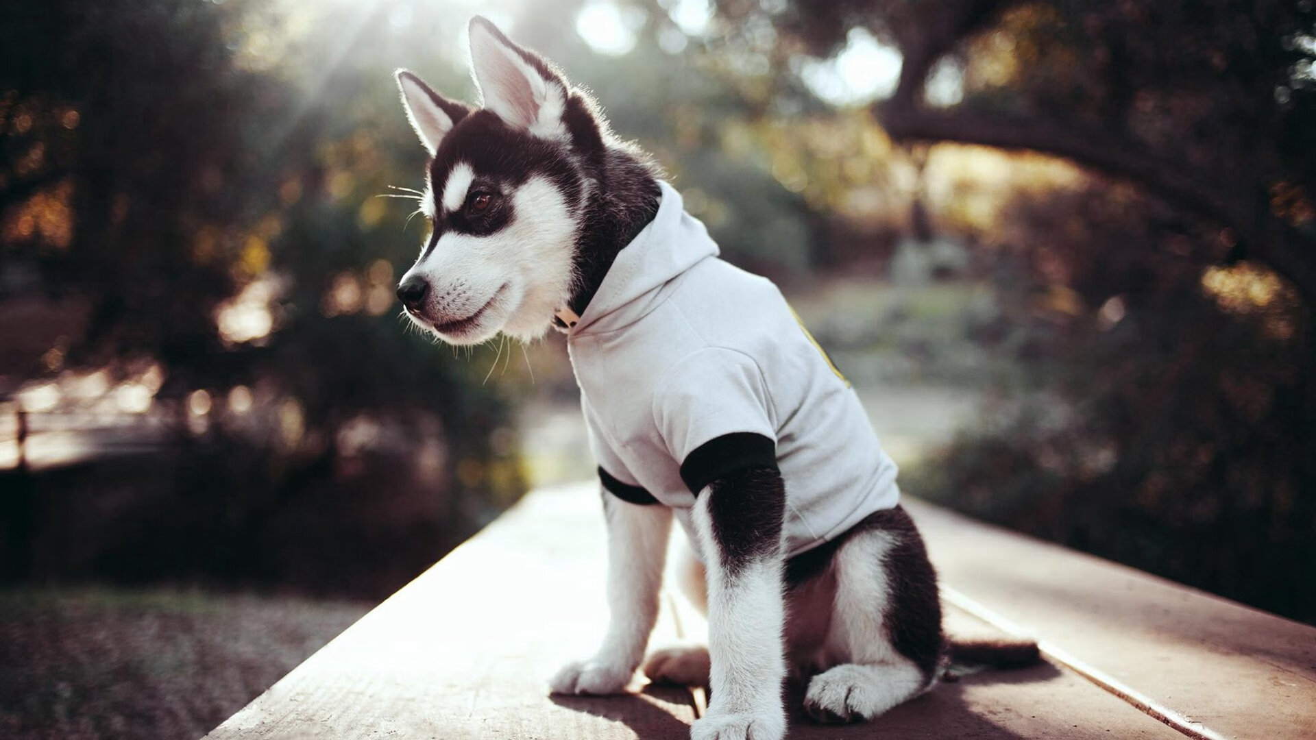 火枪手连发三分雨，活塞一波流带走吉林队