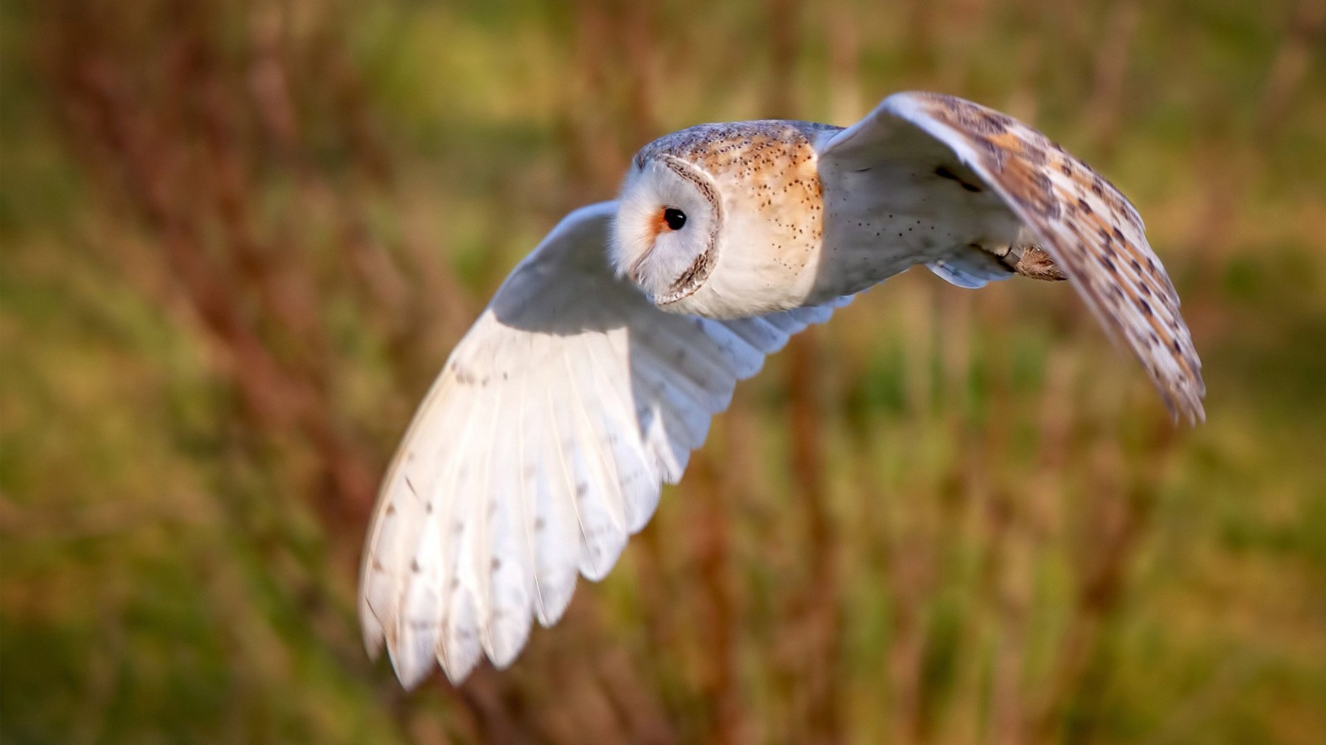 东方压境，西方称王，团队铁壁与个人神迹的胜利交响