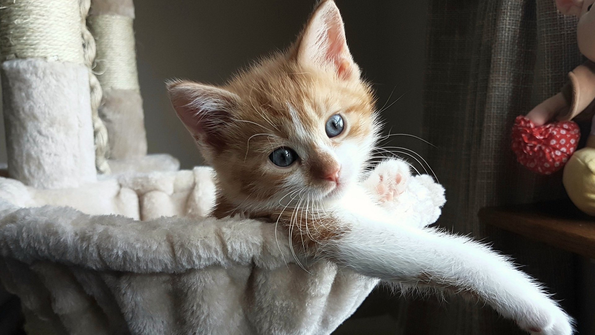 东契奇封神夜，逆版本而行的古典型伟大