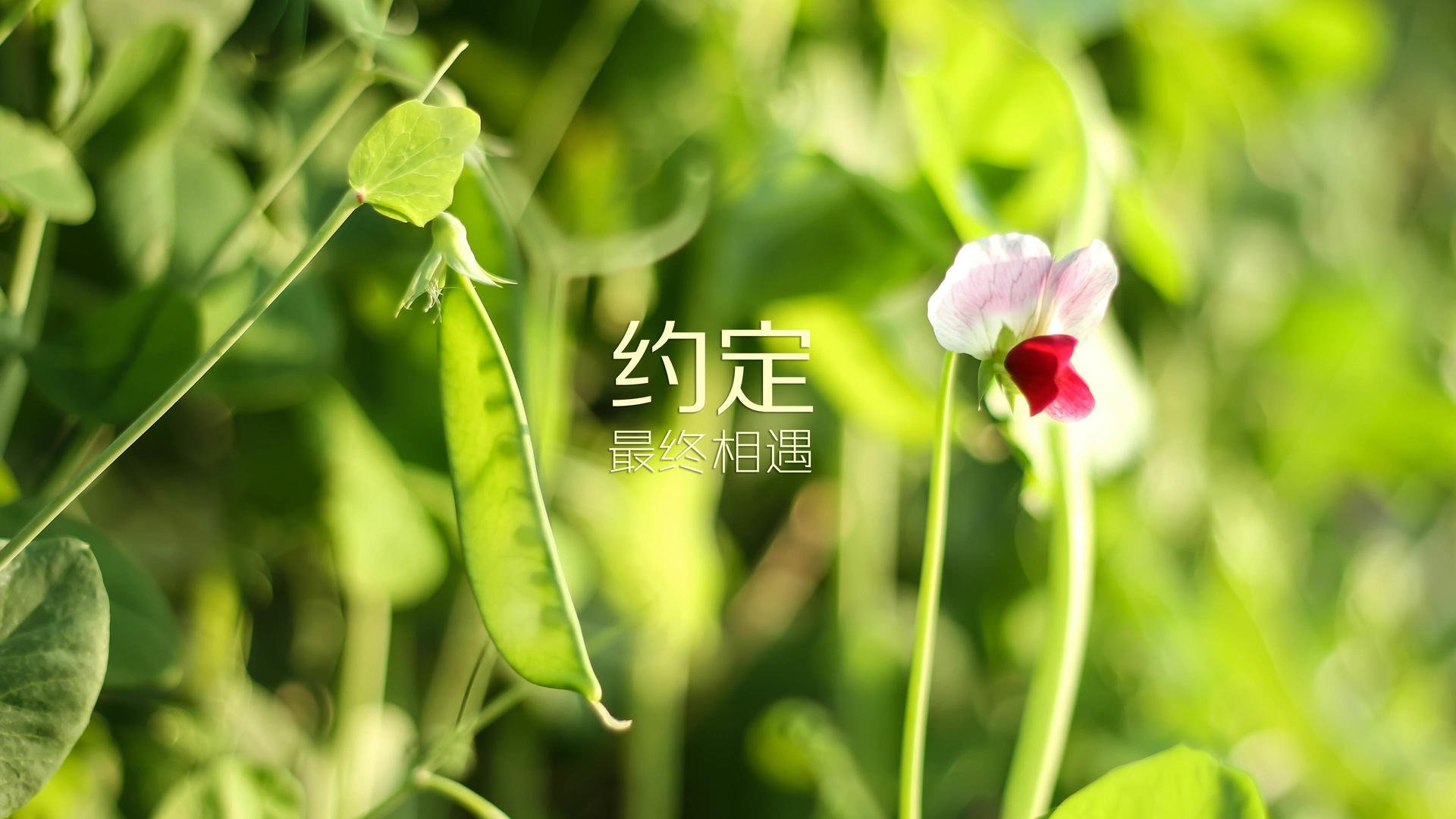 北欧冰刀划破南国热浪,瑞典用节奏霸权演绎最冷门的强强对话,登贝莱成唯一破局者