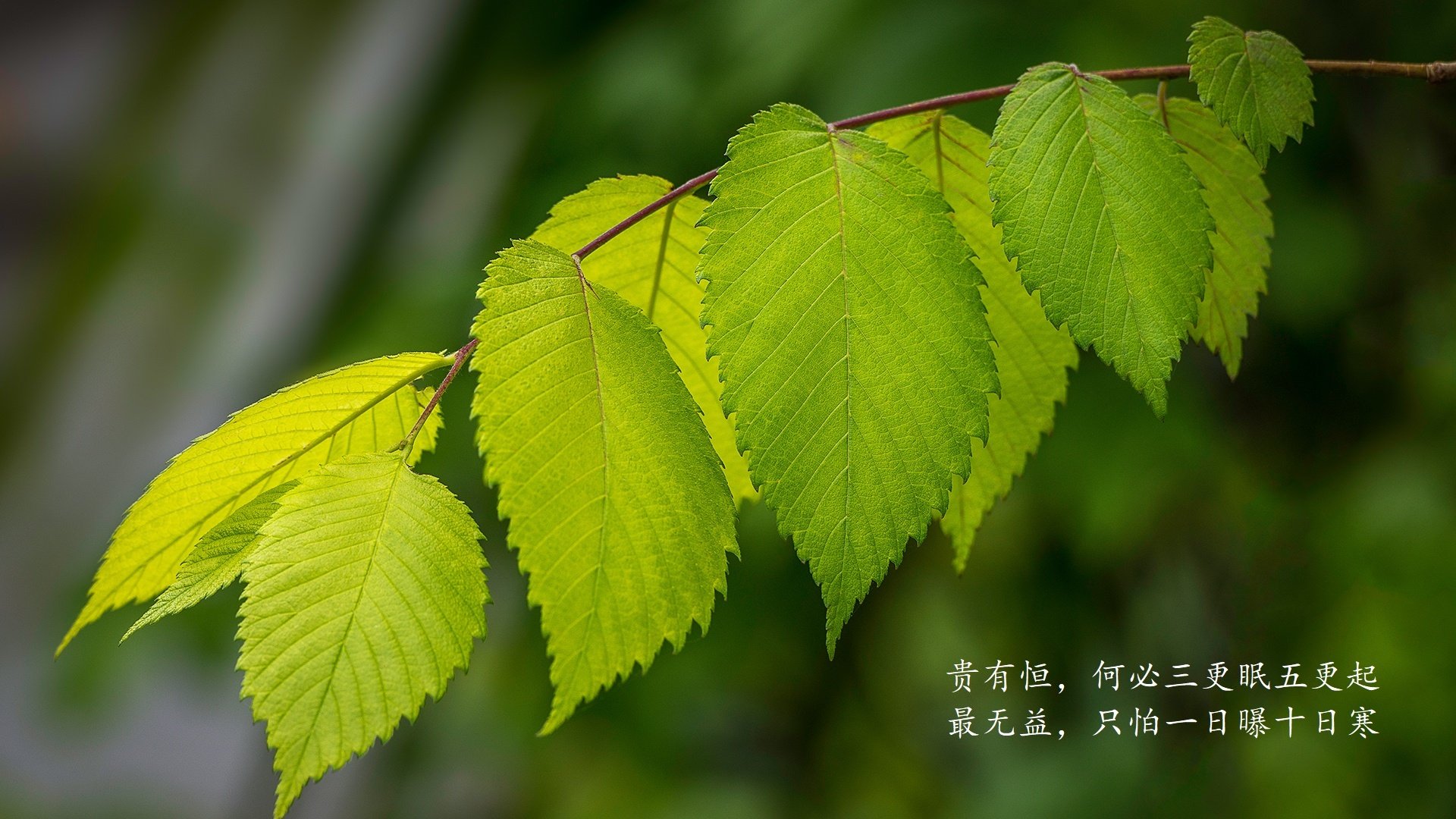 北欧德比，血统更纯，萨卡一人改写丹麦瑞典的世纪恩怨