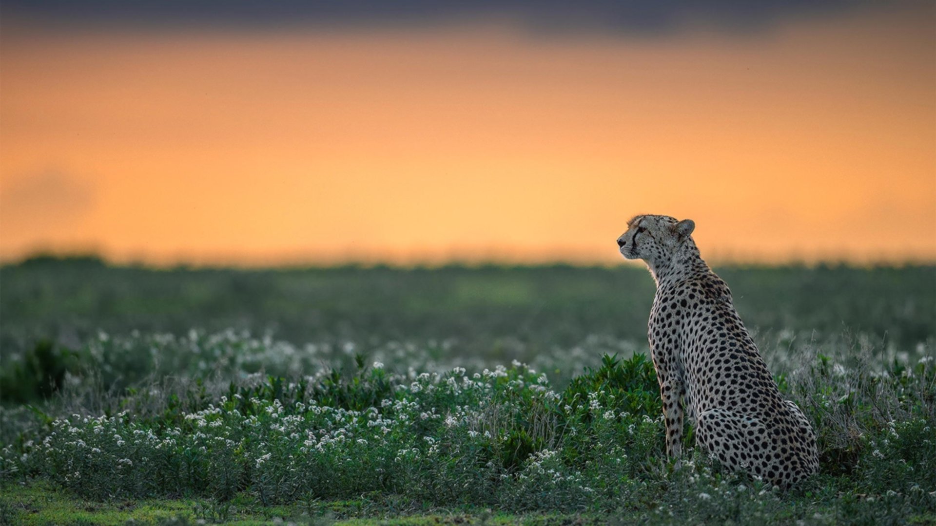 沙漠中的一朵倔强的玫瑰，2026世界杯F组，越南用唯一定义逆袭神迹